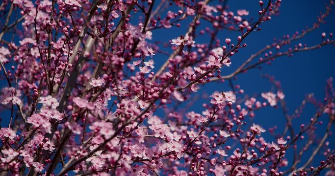 Arbre en fleur le printemps arrive