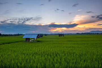 The rice was growing at sunset and there was a beautiful blue sky.