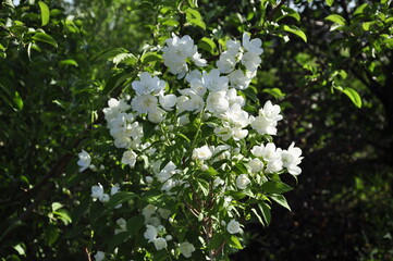 Garden flowers are blooming. Blooming flowers and plants. 