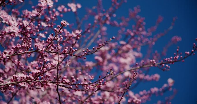 Arbre en fleur le printemps arrive