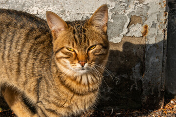 Russian Crimean street cat of reed color with yellow eyes - portrait waiting for breakfast from a tourist