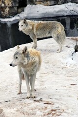 Two grey wolves on the snow