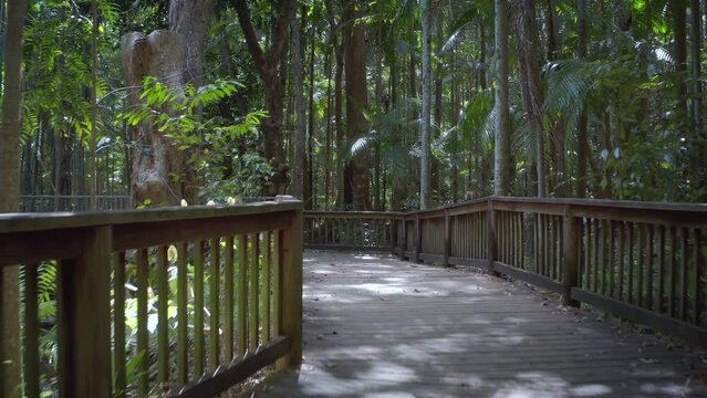 Rainforest nature of Queensland Australia. Board walk trail in Kondalilla park