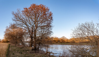 Ein paar schöne Bäume im Frühling an der Ems