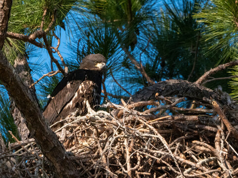 young eaglet sitting up in the eagle's nest