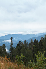 Amazing breathtaking image of green coniferous forest and high yellow dry grass with misty blue mountain range covered with carpet of dense thick woods, picture taken on last cloudy summer day