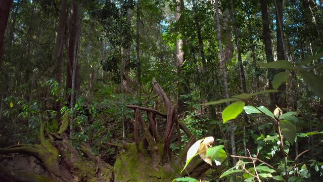 Australia Queensland rainforest wilderness. Fallen moss covered tree trunk view