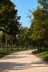 Beautiful alley with tall green trees and minimalistic metal lanterns along concrete path curving to right in fresh new refined park for walking and relaxation in the heart of big city