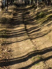 Forest path rising up a slope with streaks of low winter sunlight and shadows of tree trunks
