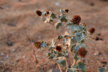 Selective focus of sandy beach flower with thorns on its light green leaves going out of bloom...