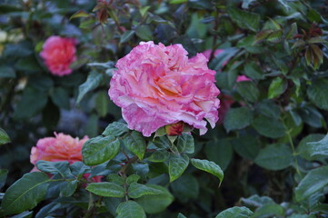 Blooming rose flowers. Roses in the garden. 
