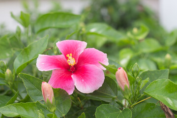 Bright pink large flower of purple hibiscus that bloom among the green foliage.