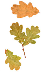 Dried oak leaves on a white background