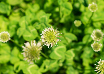 flores de trébol blancas, ángulo cenital, macro a flor de trébol blanco  