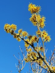 Obraz premium Witch-hazel (Hamamelis) flowering in late winter, on the background of blue sky
