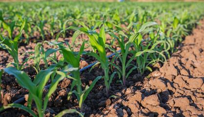 young green maize corn in the agricultural cornfield wets with dew in the morning, agronomy, animal feed agricultural industry, low angle view