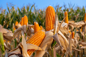 yellow ripe corn on stalks for harvest in agricultural cultivated field in the day, agronomy,...