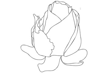 Rose bud outline illustration, blooming line art rose with black thin line.