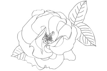 Black and white line art flower illustration. Rose outline, contour, illustration with leaves. Black thin contour decoration.