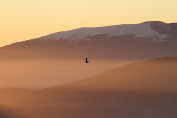 Obraz na płótnie Canvas bird in the sunset