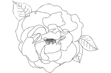 Black line art rose illustration. Contour rose drawing with leaves isolated on white background.