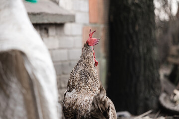 free range hens on an ecological farm