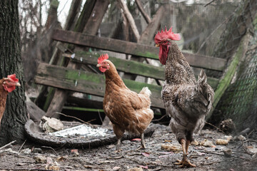 free range hens on an ecological farm