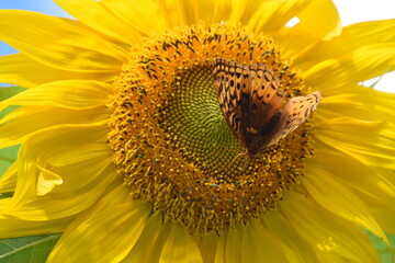 Sunflower with Butterfly