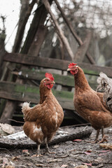 free range hens on an ecological farm