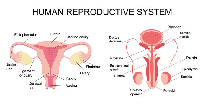 Healthy female and male reproductive system. Educational poster, infographic. Medical concept. Diagram of the ovaries, vagina, penis and testicles. Anatomy of the human genital organs.