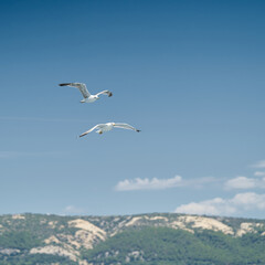 Fototapeta na wymiar Seagulls fly after a boat near the island of Rab on the Adriatic Sea in Croatia