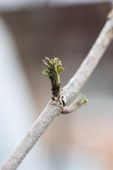 blooming old tree with new leaf emerging