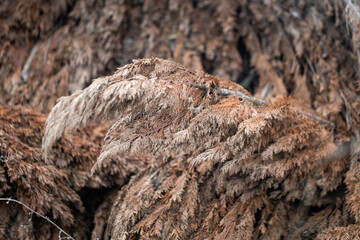 dried up branches of an old plant