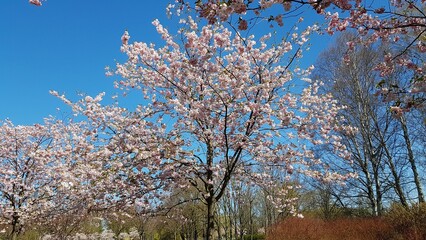 Sakura trees with many flowers blossomed on warm spring days