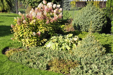 Garden flowers are blooming. Hydrangea. Blooming flowers and plants. 
