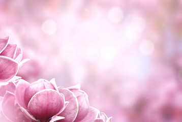 Close up of blooming pink magnolia flowers. Spring vibes background