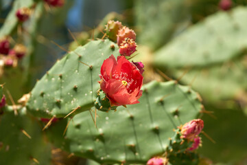 rote Blüte eines Feigenkaktus Opuntia ficus-indica bei mediterranem Klima in Kroatien
