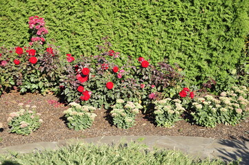 Garden flowers are blooming. Blooming flowers and plants. 