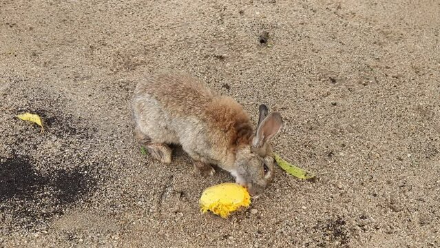 Coelho Comendo Frutas
