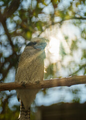 Laughing kookaburra in the zoo. Dacelo novaeguineae.