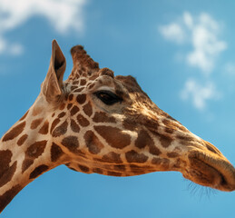 Portrait of giraffe in national zoo.