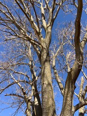 Obraz premium Stark Baron Winter Trees Against Azure Blue sky Nebraska