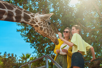 Woman and her daughter feeding giraffe in zoo.