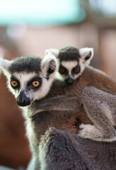 Portrait of lemur with cub in national park. Lemuroidea.