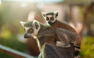 Portrait of lemur with cub in national park. Lemuroidea.