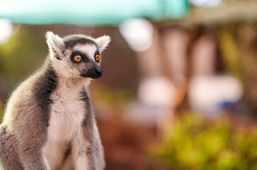 Portrait of lemur in national park. Lemuroidea.