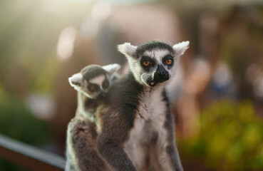 Portrait of lemur with cub in national park. Lemuroidea.