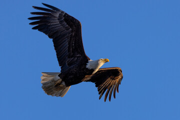 Bald eagle flying in beautiful light, seen in the wild in  North California