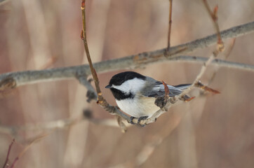 A Black-capped Chickadee on a Branch