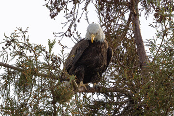 Close-up of a bald eagle perched, seen in the wild in  North California